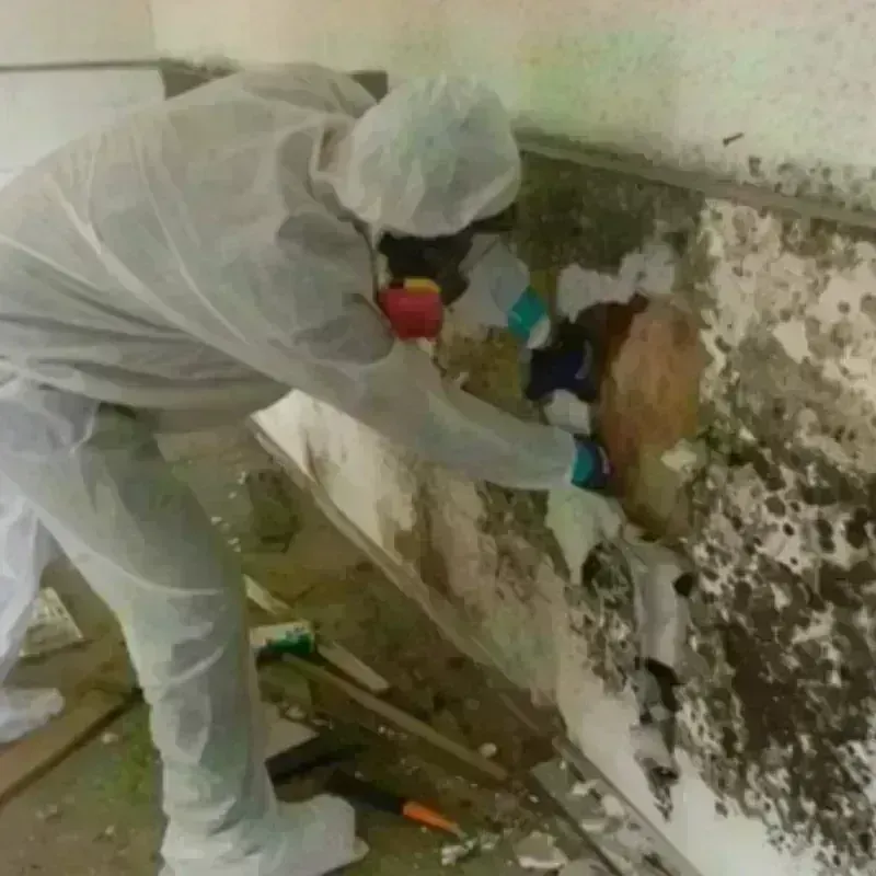 Mold Remediation and Removal in Grant County, NM